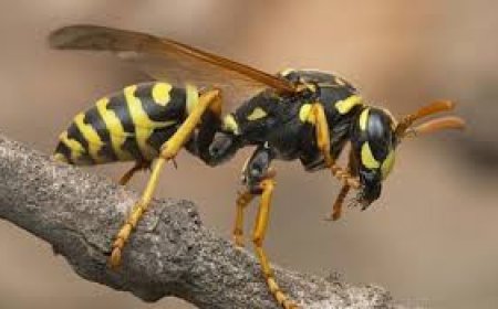 குளவிக் கொட்டுக்கு உள்ளான மூவர் வைத்தியசாலையில்!