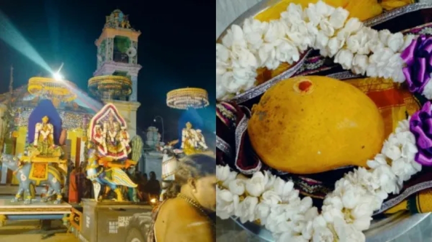 மாம்பழம் விலை பத்து லட்சமா! யாழ்ப்பாணம் கோவிலில் விலை போன மாம்பழம்