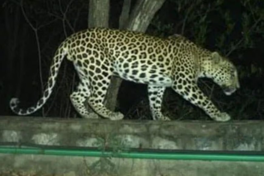 சிறுத்தைகளிடமிருந்து மலையக மக்களை காக்க அரசின் நடவடிக்கை