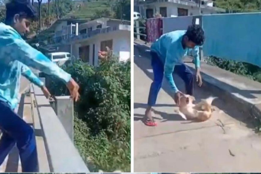 நாயை துன்புறுத்திய இளைஞனுக்கு தக்க பாடம் புகட்டிய பொலிசார்!