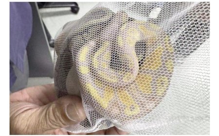 "அனகொண்டா" உட்பட ஆறு பாம்புகளை கடத்திய பெண் கைது!