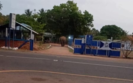 மல்லாவி பொலிஸ் நிலையத்திற்குள் காட்டு யானை நுழைந்தது!