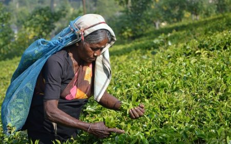 தோட்டத் தொழிலாளர்கள் சம்பளம் குறித்த நீதிமன்ற உத்தரவு