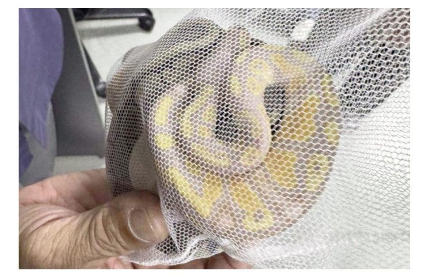 "அனகொண்டா" உட்பட ஆறு பாம்புகளை கடத்திய பெண் கைது!