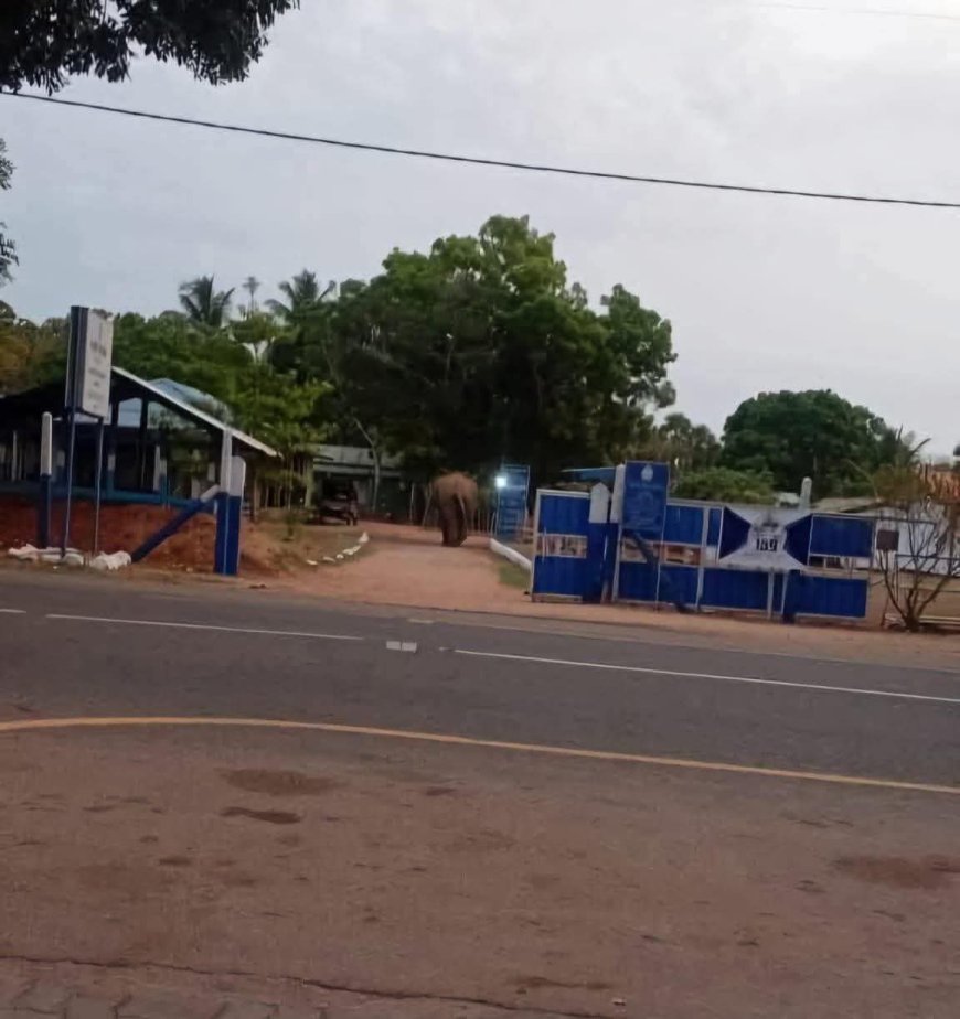 மல்லாவி பொலிஸ் நிலையத்திற்குள் காட்டு யானை நுழைந்தது!