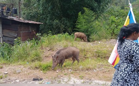 காட்டுப் பன்றிகளால் பாதிக்கப்படும் விவசாயிகள்!