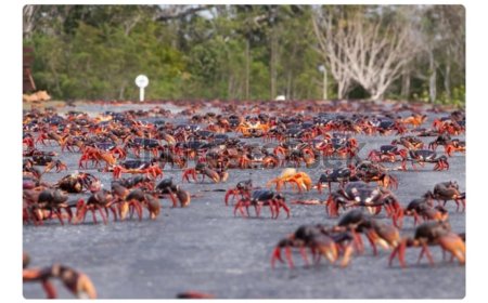 கிறிஸ்துமஸ் தீவில் இடம் பெயரும் செங் நண்டுகள்