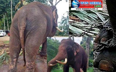 அன்பளிப்பாக வழங்கப்பட்ட இரண்டு யானைகளையும் மீள பெறுகிறதா தாய்லாந்து?