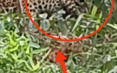 பிராணிகளுக்கு விரித்த வலையில் உயிருடன் சிக்கிய சிறுத்தை!. லிந்துலை நாக சேனையில் சம்பவம்!