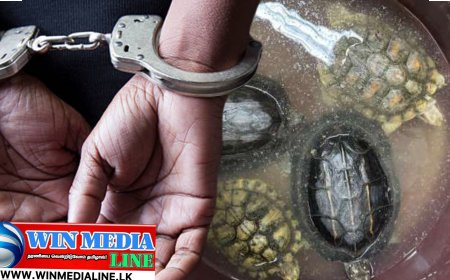 இறக்குமதி செய்யப்பட்ட கடல் ஆமைகள் உடன் கப்பலில் நபரொருவர் கைது.