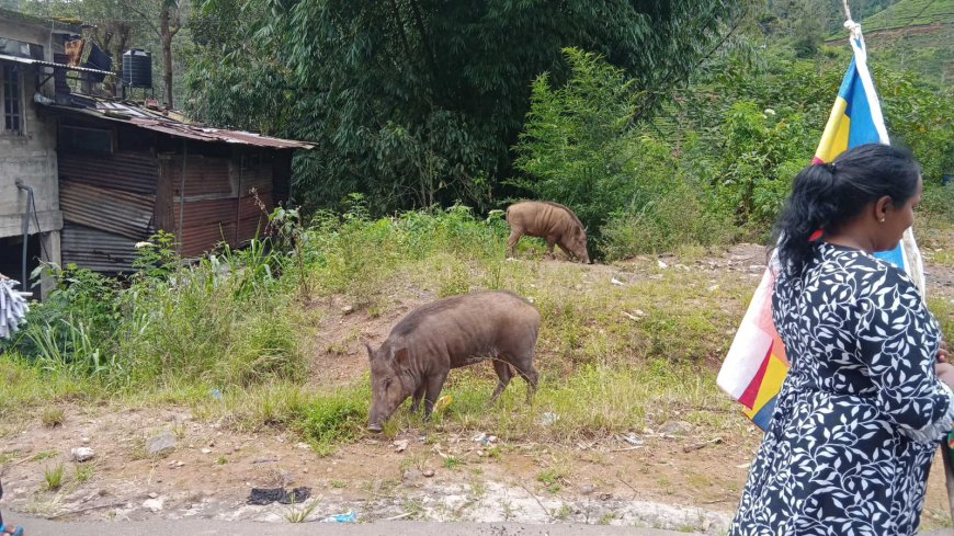 காட்டுப் பன்றிகளால் பாதிக்கப்படும் விவசாயிகள்!