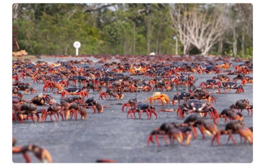 கிறிஸ்துமஸ் தீவில் இடம் பெயரும் செங் நண்டுகள்