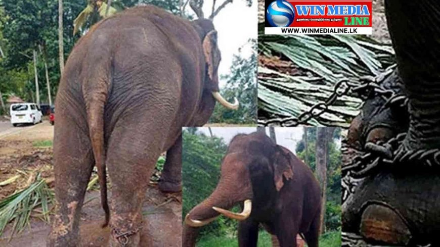 அன்பளிப்பாக வழங்கப்பட்ட இரண்டு யானைகளையும் மீள பெறுகிறதா தாய்லாந்து?