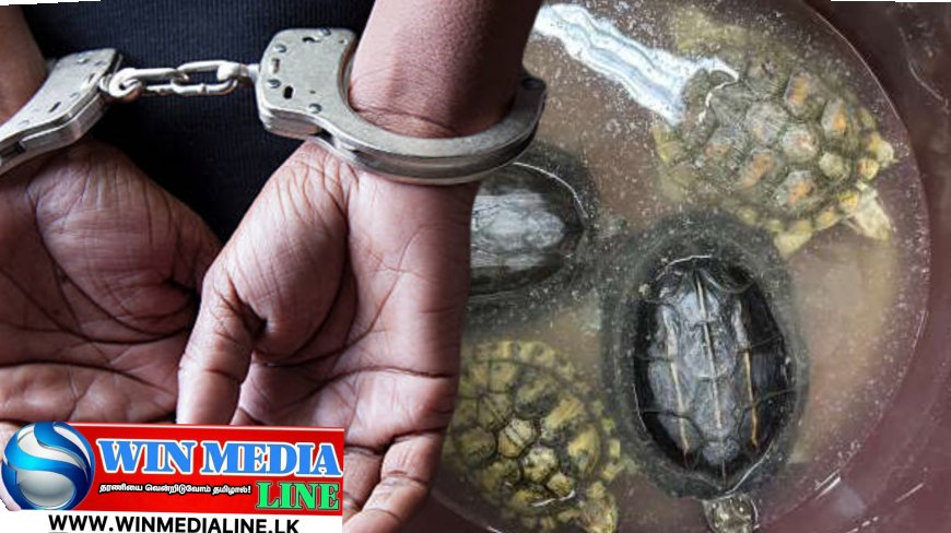 இறக்குமதி செய்யப்பட்ட கடல் ஆமைகள் உடன் கப்பலில் நபரொருவர் கைது.