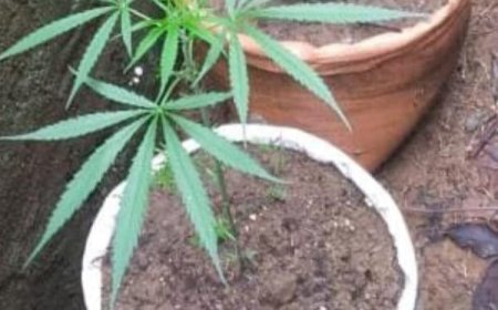 மஸ்கெலியாவில் இரண்டு கஞ்சா செடிகளுடன் தோட்டத் தொழிலாளர் ஒருவர் கைது