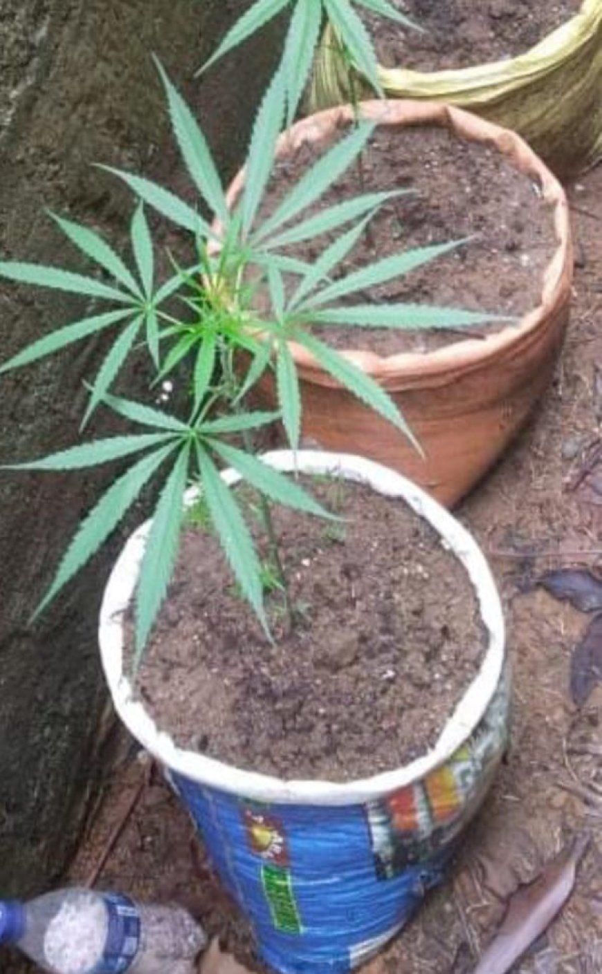 மஸ்கெலியாவில் இரண்டு கஞ்சா செடிகளுடன் தோட்டத் தொழிலாளர் ஒருவர் கைது