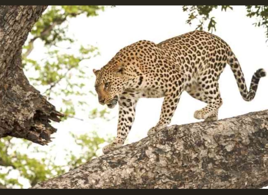 தொடரும் புலி வேட்டை -புலி பல்லுக்காக சுடப்பட்ட அரிய வகை புலி!