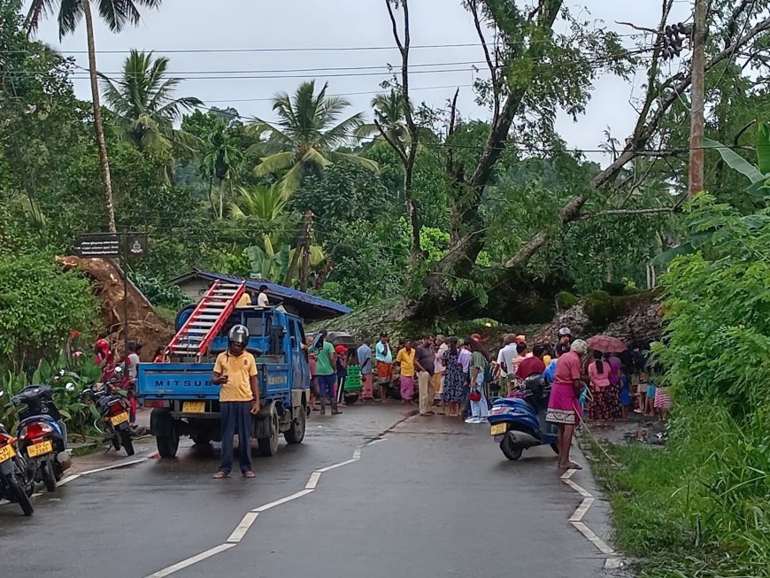 மாவனெல்லை – ரம்புக்கனை பகுதி மரம் சரிந்து வீழ்ந்து விபத்து: ஒருவர் உயிரிழப்பு, மூவர் காயம்