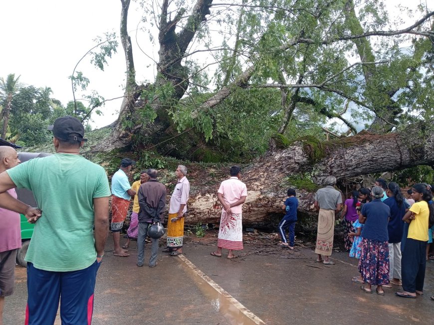 மாவனெல்லை – ரம்புக்கனை பகுதி மரம் சரிந்து வீழ்ந்து விபத்து: ஒருவர் உயிரிழப்பு, மூவர் காயம்