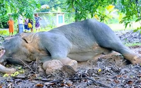 சர்வதேச ரீதியில் பேசு பொருளாக மாறி உள்ள இலங்கையில் எரிக்கப்பட்ட யானை சம்பவம்!