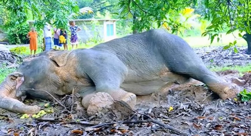 சர்வதேச ரீதியில் பேசு பொருளாக மாறி உள்ள இலங்கையில் எரிக்கப்பட்ட யானை சம்பவம்!