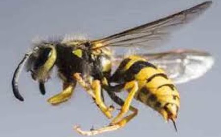 மஸ்கெலியாவில் குளவி கொட்டு ஐவர் வைத்தியசாலையில்!