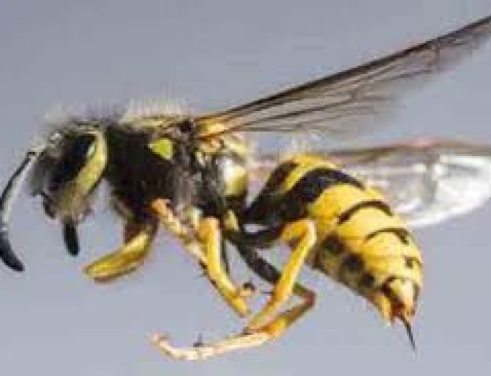 மஸ்கெலியாவில் குளவி கொட்டு ஐவர் வைத்தியசாலையில்!