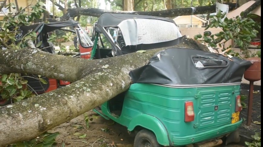 முச்சக்கர வண்டிகள் மீது முறிந்து வீழ்ந்த பாரிய மரம்